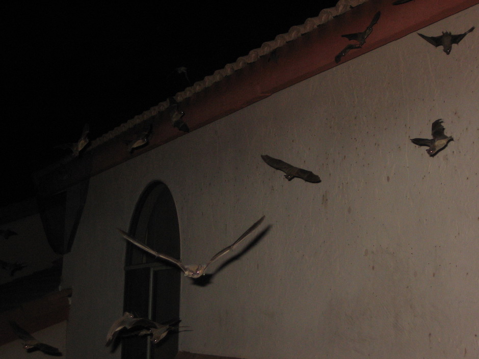 How Many Bugs are Fed Upon by Bats in One Night?